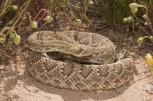 A Mojave "green" rattlesnake, the most venomous snake in North America.