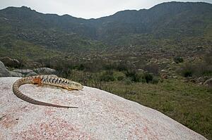 A San Diego alligator lizard (Elgaria multicarinata webbii); San Jacinto Mountains, Riverside County, California, USA