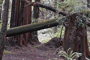 The coastal redwood forests of Santa Cruz County, California, USA