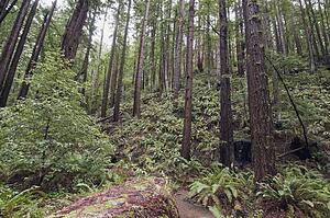 A coastal redwood forest of Santa Cruz County, California, USA