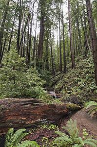 The coastal redwood forests of Santa Cruz County, California, USA