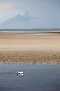 Seagull in water, Alnmouth, Northumberland, England