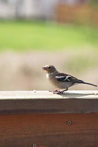 Chaffinch (Fringilla coelebs), Northumberland, England