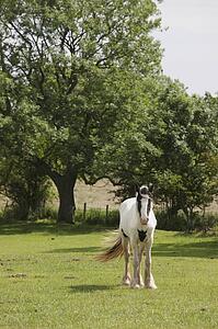 Clydesdale horse, Northumberland, England