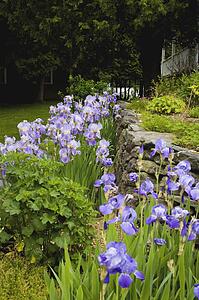 Iris in a garden; Quebec, Canada