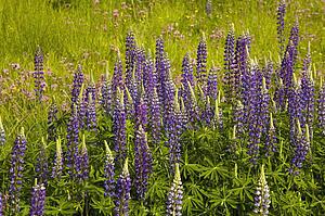 Lupins