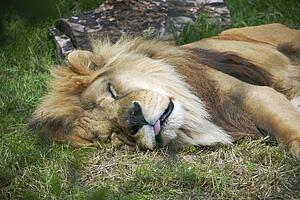 Sleeping lion (Panthera leo)