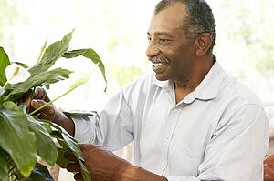 Senior Man Looking After Houseplant