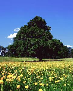 Oak tree