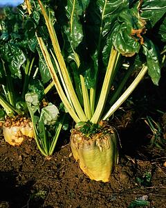 Fodder beet