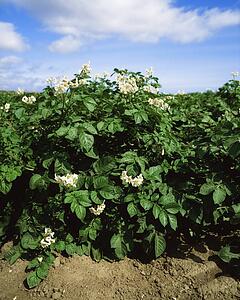 Rush, Co Dublin, Ireland; Potatoes