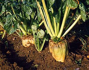 Crops Fodder Beet Co Kildare