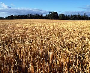 Barley field