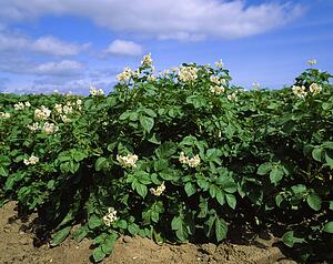 Rush, Co Dublin, Ireland; Field of potatoes