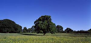 Tree in field, Ireland