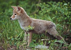 Coyote (Canis latrans) puppy