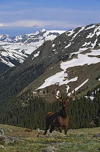 Elk (Cervus canadensis) in alpine tundra