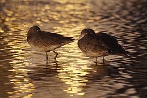 Willets (Tringa semipalmata) sleeping with bills tucked in at sunset