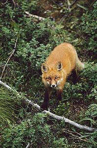 Red fox (Vulpes vulpes)