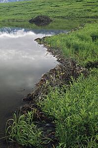 Beaver dam creates a pond on the tundra