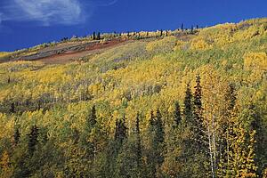 Autumn aspens (Populus tremuloides) on mountain slope
