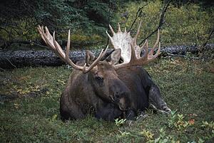 Bull moose (Alces alces)