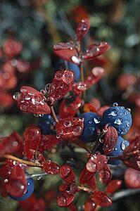 Wild blueberries on a bush with dew drops