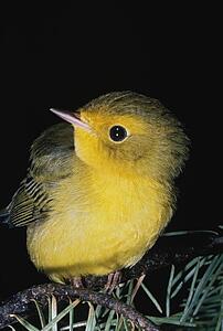 Yellow warbler (Dendroica petechia)