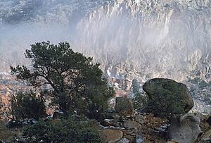 Pinon pine and boulder, San Diego, USA