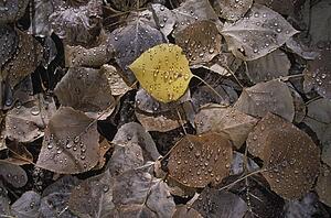 Raindrops on fallen aspen leaves (Populus tremuloides)