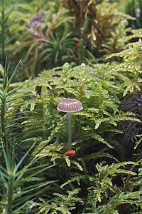 Mushroom and moss