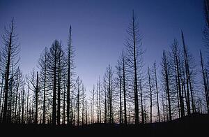 Burned trees at dusk, Yellowstone National Park, Wyoming, USA