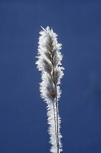 Hoarfrost on grass seed top
