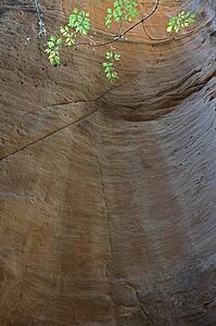 Spring maple leaves at the top of a sandstone formation in a cliff
