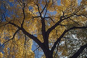 Fremont cottonwood (Populus fremontii)