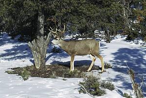 Mule deer (Odocoileus hemionus), Grand Canyon National Park, Alaska