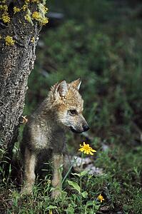Wolf puppy (Canis latrans)