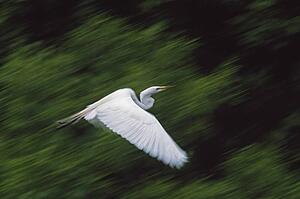 Great egret (Casmerodius albus) flying