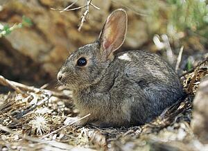 Young cottontail rabbit