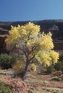 Cottonwood tree with red sandstone in autumn, New Mexico, USA