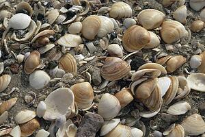 Seashells clustered on beach, Baja, Mexico