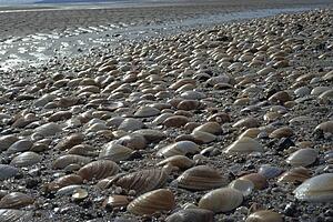 Clamshells on beach