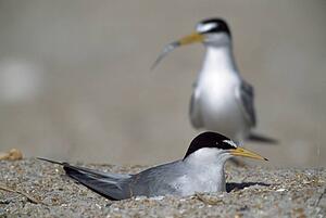Least tern brings minnow to mate incubating eggs in nest on beach, Florida, USA