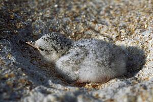 Least tern in sandy nest on beach, Florida, USA