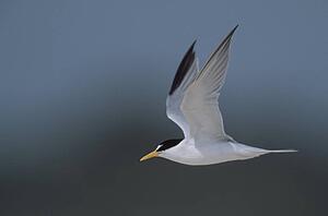 Least tern in flight