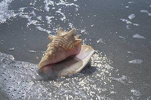 Seashell on beach, Sanibel Island, Florida, USA