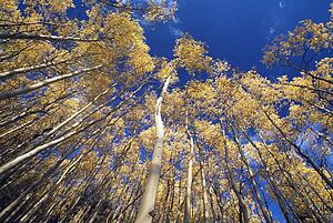 Quaking aspens in autumn, Santa Fe National Forest, New Mexico, USA