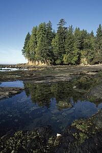 Forest on shore, Pacific Rim National Park, Vancouver Island, British Columbia, Canada