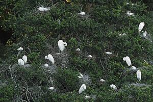 Egret nesting close