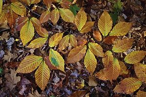 Low branch on a beech tree (Fagus grandifolia)